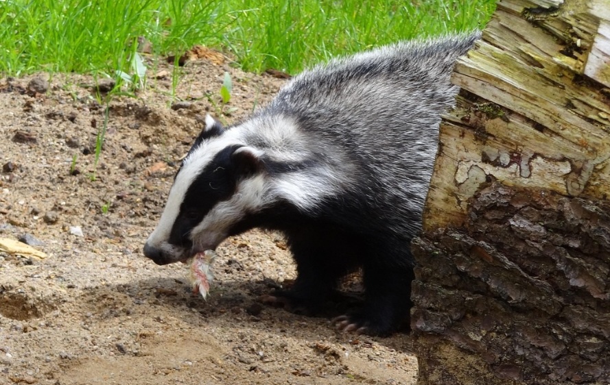 Por fim, do ponto de vista histórico, o naturalista Carl Linnaeus chegou a associar o texugo ao consumo de mel, o que originou um antigo nome popular. Hoje, sabe-se que essa preferência é rara e não representa um hábito comum da espécie.