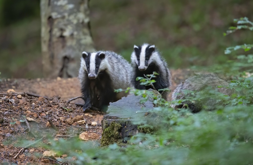 O tamanho do território ocupado por um texugo pode variar bastante de acordo com a disponibilidade de alimento e a densidade populacional. Em locais com abundância de recursos, as texugueiras podem abrigar grandes grupos, com dezenas de indivíduos.