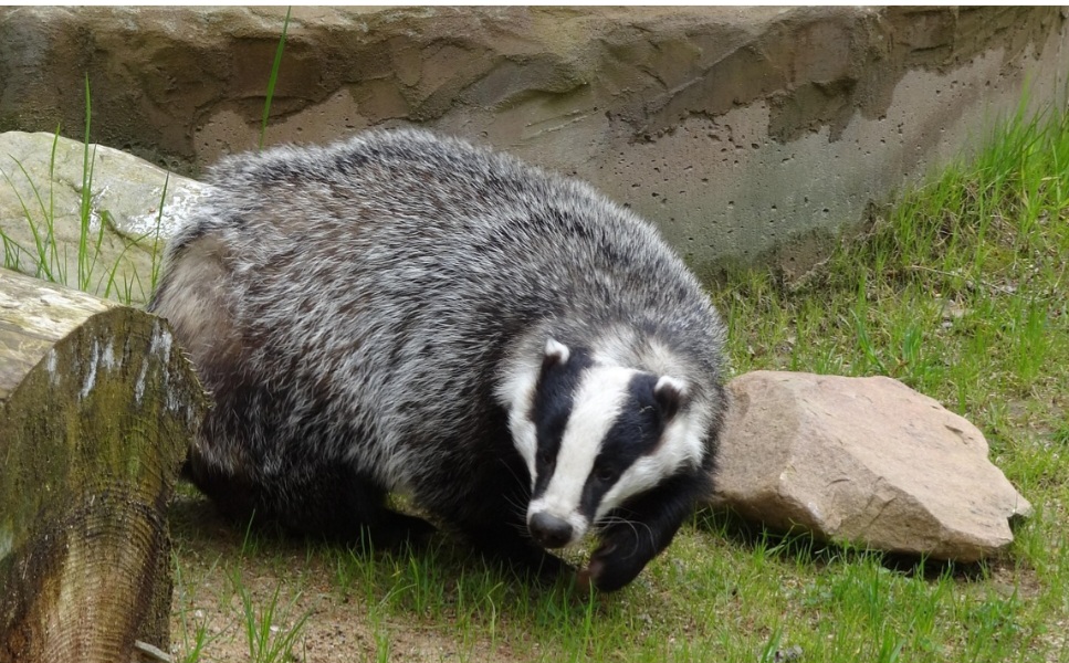 As habilidades escavadoras do texugo são outro aspecto marcante de sua biologia. Munido de garras fortes, que podem atingir cerca de 25 milímetros, ele é capaz de construir extensos e complexos sistemas de tocas conhecidos como texugueiras.