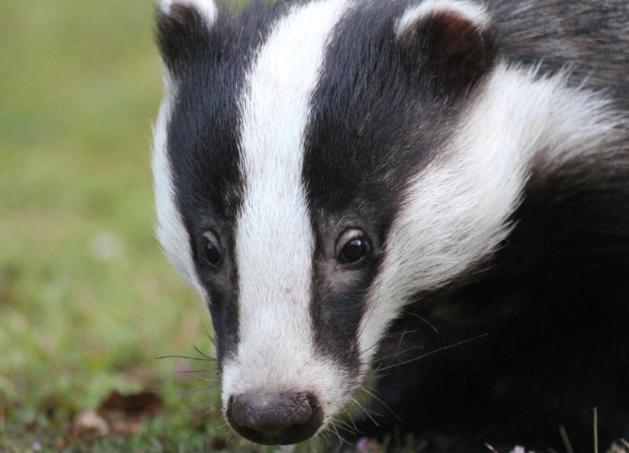 Seus deslocamentos costumam ser cautelosos e silenciosos, orientados sobretudo pelo olfato altamente desenvolvido, que o ajuda a detectar ameaças e localizar recursos no ambiente.