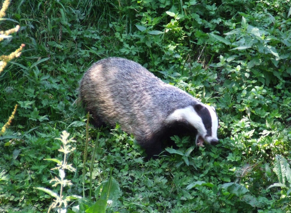 Quanto à conservação, a espécie é considerada de menor preocupação em escala global, mas depende diretamente da preservação de habitats adequados, como áreas florestais, paisagens agrícolas diversificadas e corredores ecológicos.