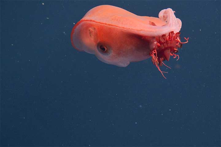 O fascinante mundo das profundezas oceânicas revelou mais uma de suas maravilhas com um avistamento extraordinário: o polvo-de-sete-braços (ou polvo-bolha).