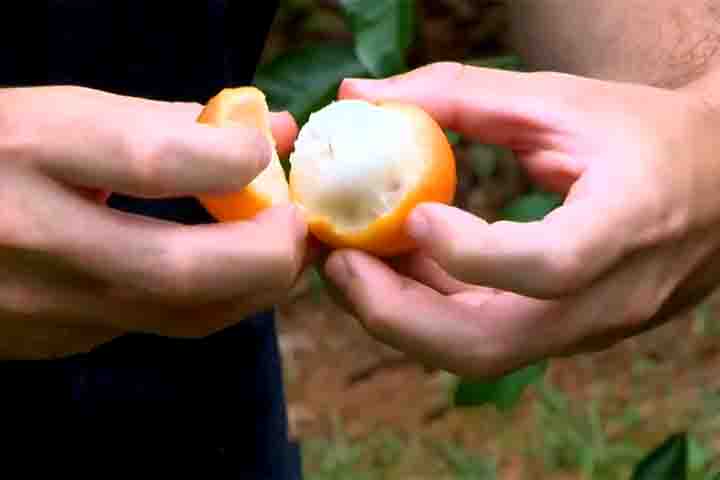 O nome achachairu tem origem indígena e significa beijo de mel na língua guarani. Foi escolhido para representar uma fruta pequena, com casca laranja e polpa branca e suculenta. 