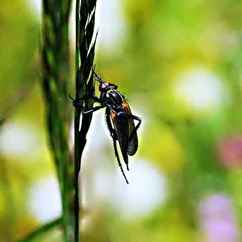 Existem milhares de espécies de moscas que desempenham papéis importantes na natureza, tanto como polinizadoras quanto como decompositoras.