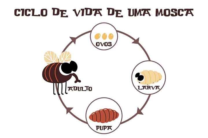 O ciclo de vida de uma mosca passa por quatro estágios: ovo, larva, pupa e adulto. As fêmeas depositam seus ovos em matéria orgânica em decomposição, como lixo, fezes e restos de alimentos. 
