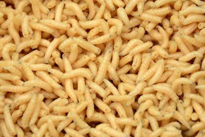 As larvas, também chamadas de vermes, se alimentam e crescem nesse ambiente, passando por várias mudas.