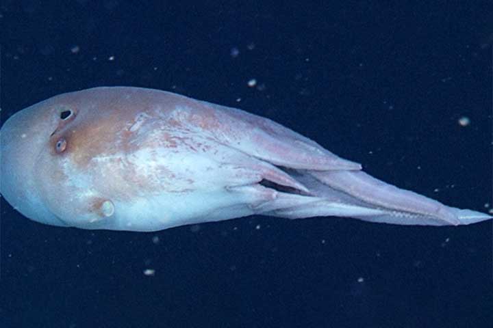 O apelido sete-braços origina-se de uma característica singular do macho: o hectocótilo. 