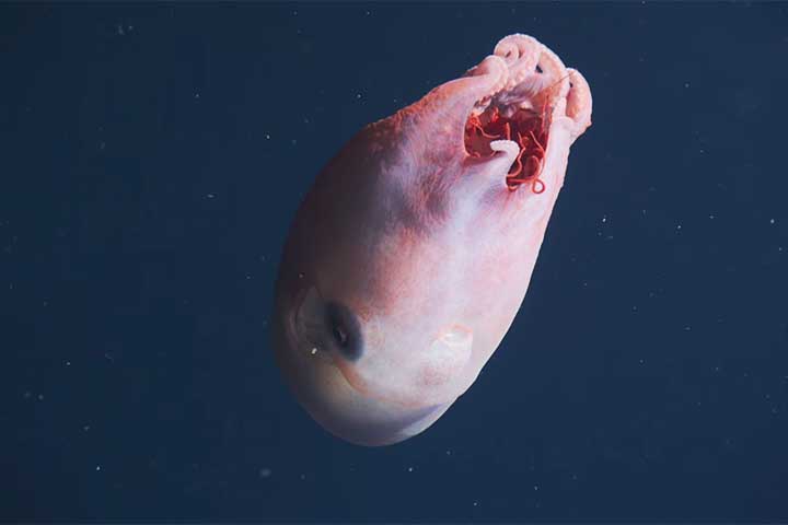 No Brasil, fragmentos do Haliphron atlanticus já foram registrados no arquipélago de Fernando de Noronha.