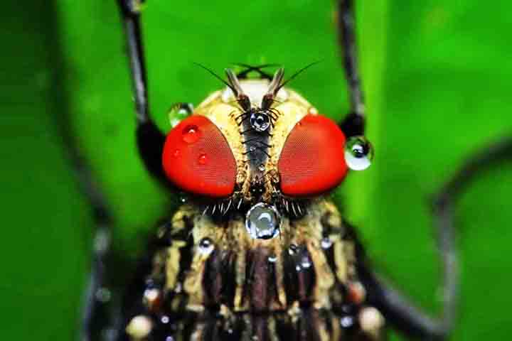 Entre as doenças que as moscas podem transmitir estão a cólera, a disenteria, a febre tifoide e a tuberculose. 