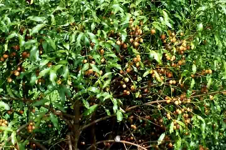 Na Bolívia, a produção de um único pé chega a 150 quilos, enquanto em Santa Cruz de La Sierra e de Porongo, se realiza uma feira para celebrar a colheita.
