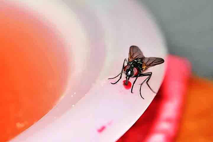 Elas carregam bactérias e vírus em seus corpos e patas e podem contaminar alimentos ao pousarem sobre eles.