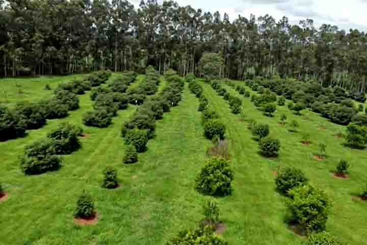 O conceito de fruta exótica se adaptou ao longo do tempo e, atualmente, podem representar aquelas que têm características menos comuns, com cores e sabores diferenciados, e que também costumam ser produzidas em escala menor.