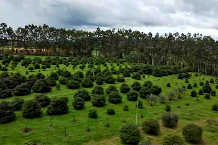 Na visão dos produtores, lichia, pitaya e mirtilo também já tiveram suas fases de exóticas, mas hoje já são encontradas com mais facilidade em feiras e supermercados. A achachairu pode passar por um processo semelhante.