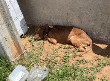 Após o resgate, a guarnição da BPMA entregou o animal aos cuidados da Associação Cariri Protetores. 