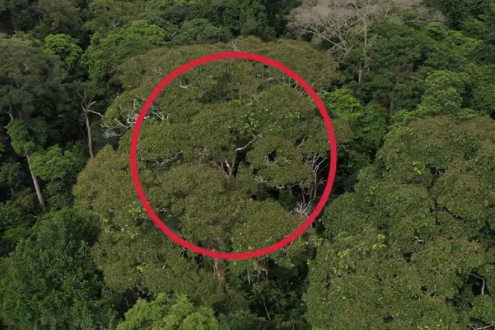 No entanto, sua resistência lhe confere vantagens reprodutivas (aumentando sua capacidade de reprodução em 14 vezes).