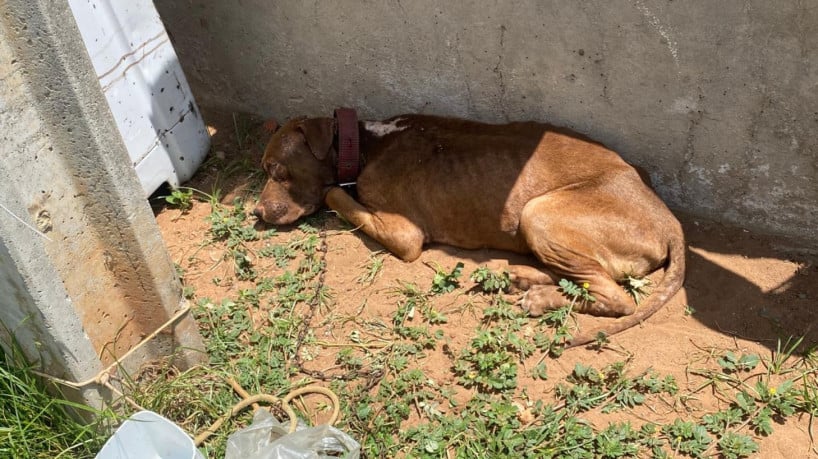 Após o resgate, a guarnição da BPMA entregou o animal aos cuidados da Associação Cariri Protetores. 