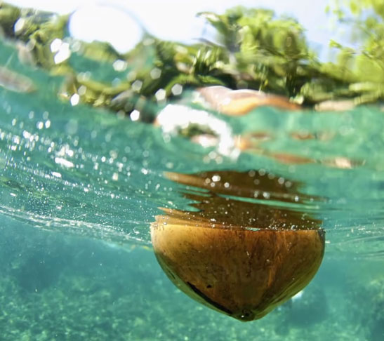 Finalmente, em janeiro de 2014, José viu cocos flutuando na água e percebeu que havia terra no horizonte. Eram as Ilhas Marshall, na Micronésia. 