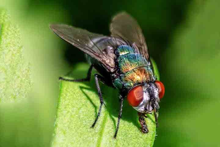 Apesar de tudo, as moscas também têm um papel importante no ecossistema. Elas ajudam na polinização de certas plantas e desempenham uma função vital no processo de decomposição, quebrando materiais orgânicos e acelerando sua reciclagem no solo. 