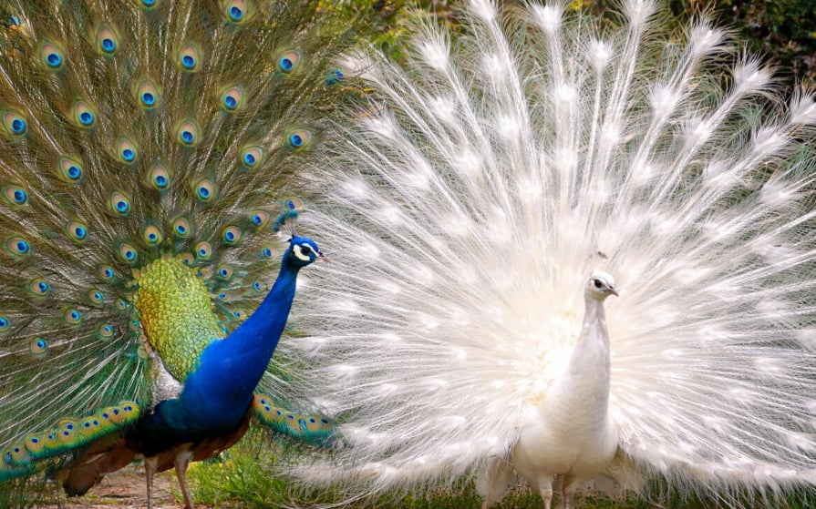 O pavão é uma das aves ornamentais mais conhecidas do mundo, famoso pela cauda longa e colorida exibida em forma de leque. Essa característica está ligada principalmente aos machos e tem função de atração durante o período reprodutivo.