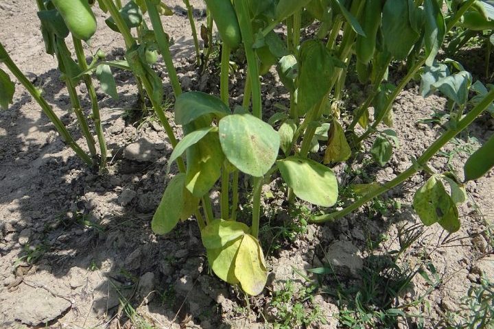 O controle da murcha de fusarium é complexo devido à capacidade de sobrevivência do fungo no solo. As principais estratégias incluem a rotação de culturas, o manejo do solo e o uso de fungicidas.