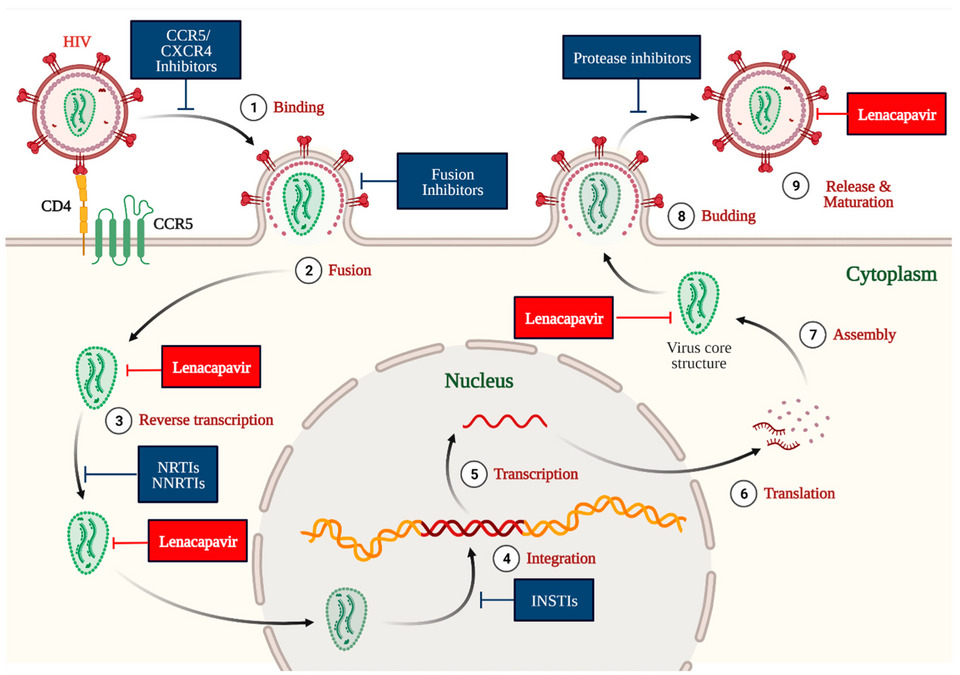 Ao se ligar à “casca” do vírus, o medicamento desregula o processo de replicação, dificultando que o HIV se multiplique no organismo