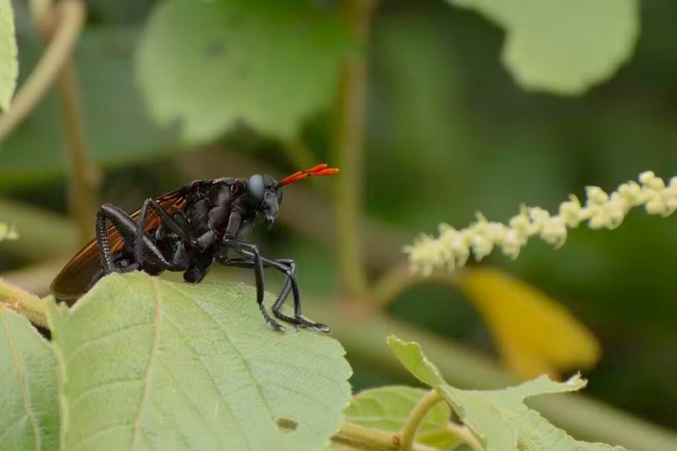 A maior mosca do mundo tem origem brasileira: a Gauromydas heros, capaz de atingir até 7 centímetros, quase o tamanho de um beija-flor. Sua aparência engana à primeira vista, já que lembra muito uma vespa caçadora.