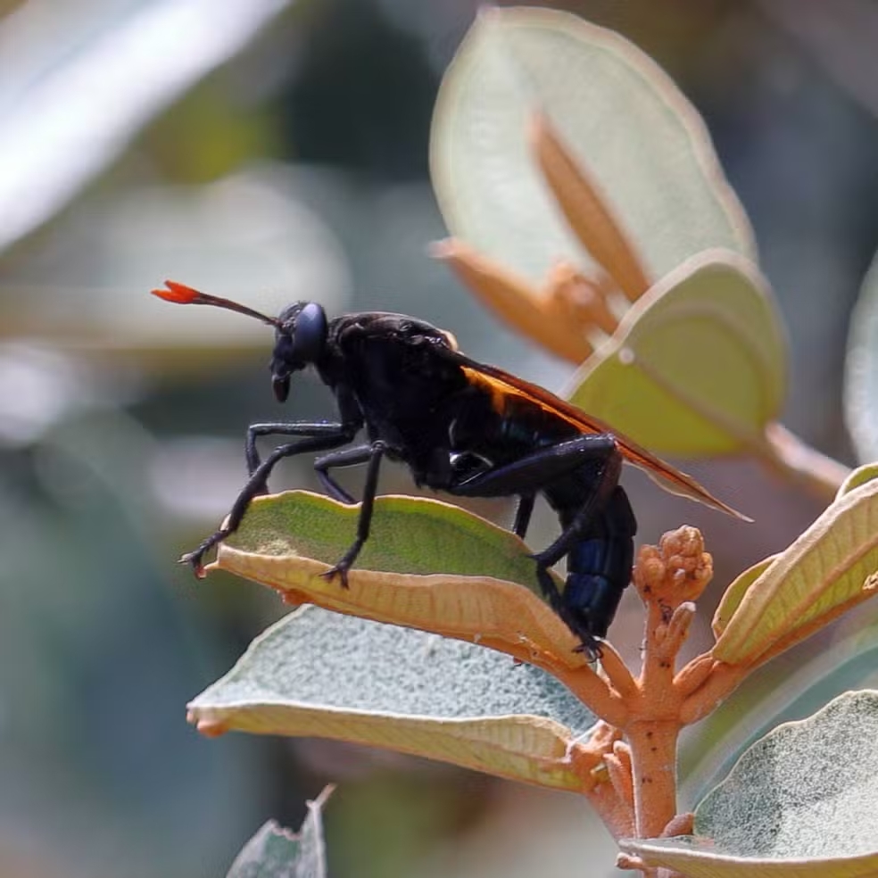 A espécie é endêmica do Brasil, encontrada com mais frequência nas regiões Sudeste e Centro-Oeste, embora também registrada em outras áreas. Suas larvas se desenvolvem em formigueiros de saúvas, onde permanecem até emergirem como adultos.