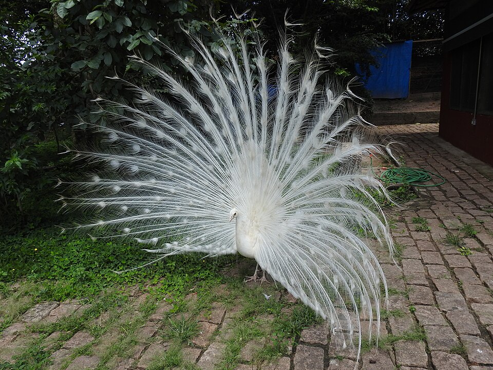 A beleza singular do pavão branco está na combinação entre a plumagem totalmente clara e o tradicional leque de penas aberto, que cria um efeito visual elegante e raro. Mesmo sem as cores vibrantes, a ave impressiona pela imponência e pela simetria de sua cauda.
