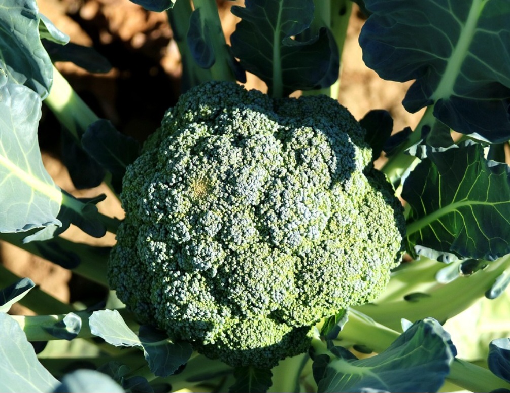 Brócolis e a couve-flor, que são vegetais crucíferos, e o abacate ajudam a combater a calvície. Os dois primeiros contêm sulforafano e folato, que podem estimular o crescimento capilar e a produção de queratina, enquanto o segundo é rico em vitamina E e gorduras saudáveis.