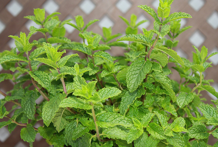 Menta - É rica em mentol e óleos essenciais que irritam os sentidos das abelhas. Seu aroma forte pode mascarar odores florais, confundindo os insetos. Por isso, é usada como um repelente natural eficiente. Não se dá bem nem com seca nem com solos encharcados. Precisa ver se a terra está úmida e, quando secar, aí é preciso regar logo. 