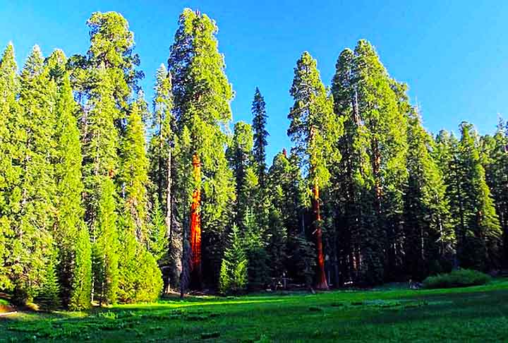 As coniferas variam de pequenas espécies, com 2 a 3  metros de altura até árvores gigantescas,  como as sequóias, que alcançam até 115 metros.
