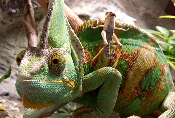 Camaleão é o nome dado aos animais pertencentes à Família Chamaeleonidae, que possuem cerca de 150 a 160 espécies diferentes. O mais comum é da Chamaeleo chamaeleon, uma das mais conhecidas famílias de lagartos, distribuídos na África, sul da Europa e da Ásia. 
