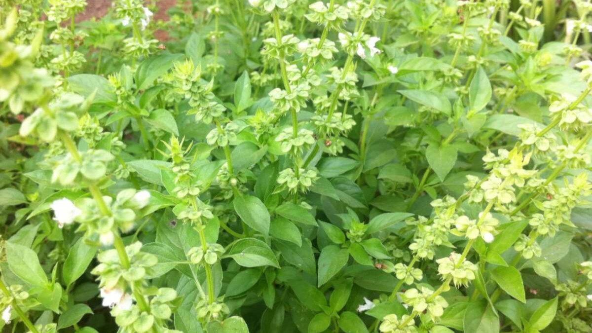 Alfavaca: 5 benefícios para a saúde e como incluir no dia a dia