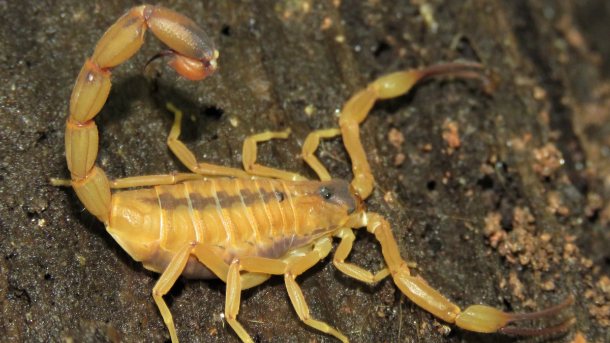 Atendimentos por picada de escorpião chegaram a 3.200 casos em 2025. Na imagem, espécie Tityus stigmurus