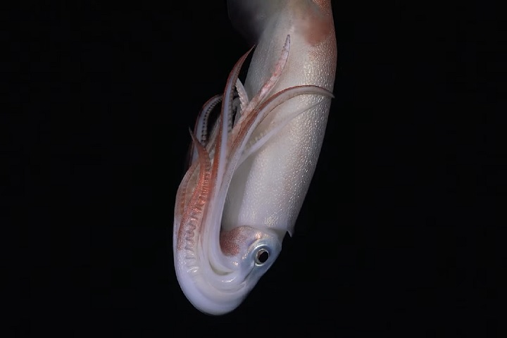 Durante a expedição, a equipe encontrou algumas criaturas bem curiosas, como um grupo de lulas-de-Humboldt, visto se alimentando próximo das fissuras submarinas.