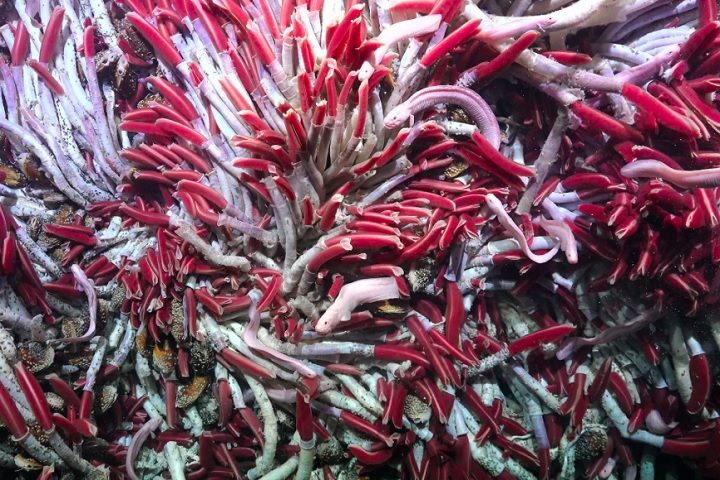 A equipe também encontrou um verme poliqueta que brilha, uma das descobertas mais chamativas.