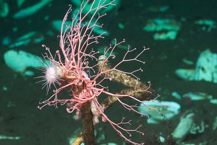 Os pesquisadores concluíram que os cânions explorados durante a expedição abrigam um ecossistema muito variado. 