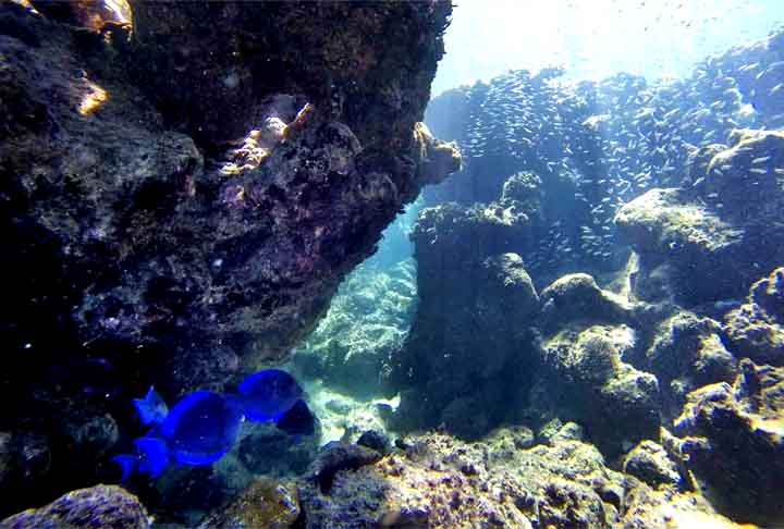 Pesquisadores da Universidade Federal de Alagoas revelaram uma perda significativa de corais nos últimos anos, após um monitoramento realizado entre setembro de 2023 e novembro de 2024.