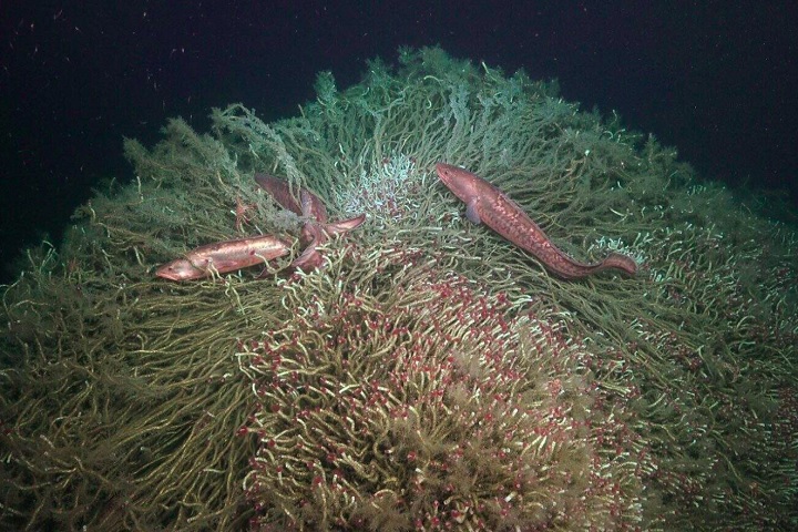 Também presenciaram um número expressivo de enguias vermelhas (congrio colorado) vivendo perto de um enorme aglomerado de vermes tubulares (do tamanho de uma quadra de basquete!) próximo a um vazamento de metano.