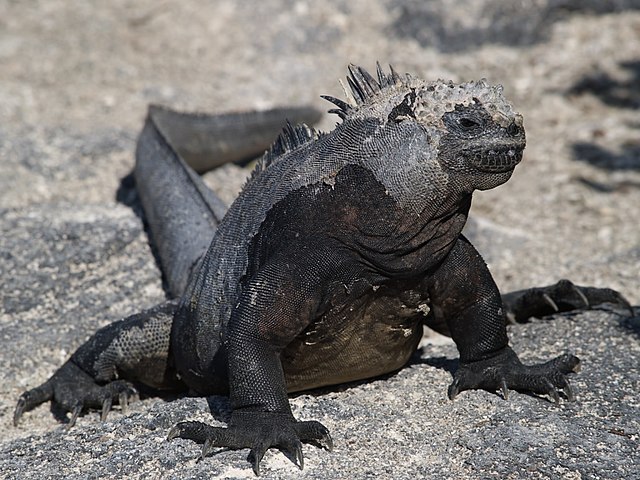 Já as iguanas-marinhas(Amblyrhynchus cristatus) são nativas das Ilhas Galápagos, o paraíso pertencente ao Equador onde Charles Darwin se impressionou, inspirando-se para o Livro A Origem das Espécies.