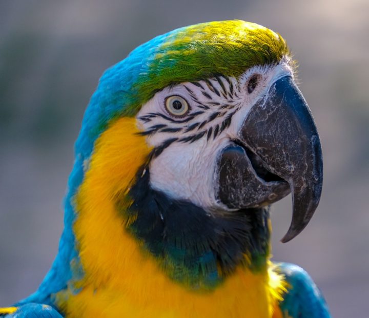 Na ocasião, o jornal Today divulgou que as aves revelaram a infidelidade da mulher. Com isso, o marido pediu a separação e entrou na justiça. Os papagaios, então, foram levados para o tribunal. 