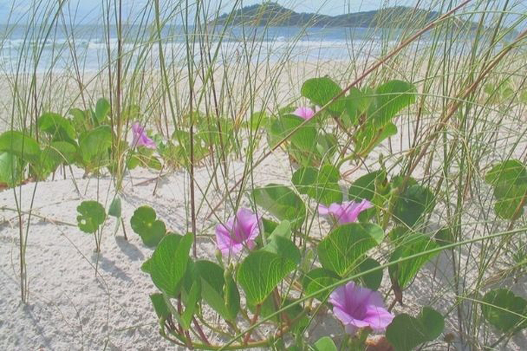 A natureza também está no centro do projeto. A vegetação de restinga será preservada e ampliada. Licenças ambientais do Instituto do Meio Ambiente de Santa Catarina (IMA) da Secretaria do Patrimônio da União (SPU) garantem que tudo esteja em conformidade com as normas ambientais e de uso do solo da orla marítima.

