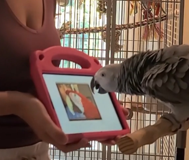 Pagagaios atraem estudos em diversas universidades. Em abril de 2023, pesquisadores da Northeastern University, nos Estados Unidos, ensinaram alguns a chamarem uns aos outros e a interagirem em chamadas de vídeos.