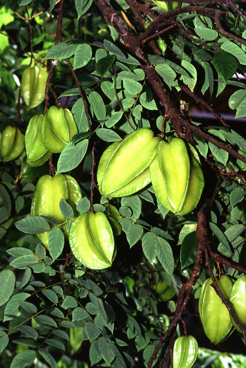 Por outro lado, é necessário um alerta, pois pessoas portadoras de insuficiência renal crônica devem evitar o consumo de carambola. Afinal, esta fruta possui uma toxina natural, a caramboxina, que não é filtrada pelos rins destas pessoas, o que acarreta problemas de saúde.