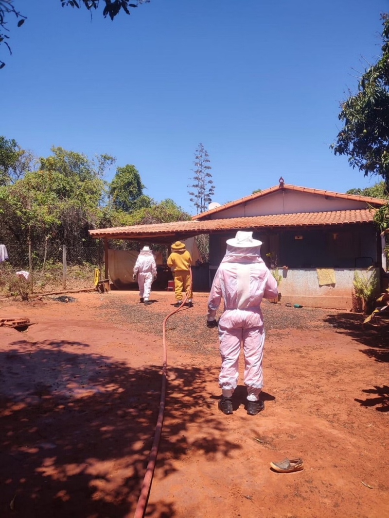 Ataques de abelhas são mais comuns do que muitos pensam. Em setembro de 2025, quatro pessoas foram hospitalizadas - entre elas uma criança e um idoso - em Montes Claros, no norte de Minas Gerais. Sete filhotes de cachorro morreram.