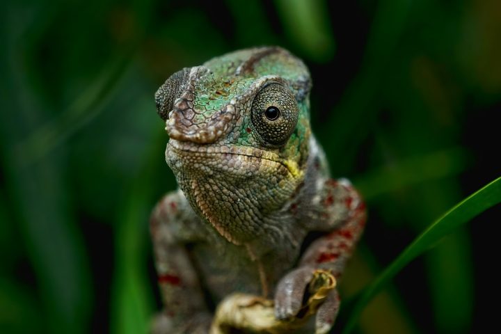 Para adotar legalmente, no entanto, é necessário obter autorização. Na Amazônia e na Região Nordeste do Brasil, o lagarto conhecido como iguana (Iguana iguana) é por vezes chamado de camaleão, embora pertença a uma família diferente (família Iguanidae).