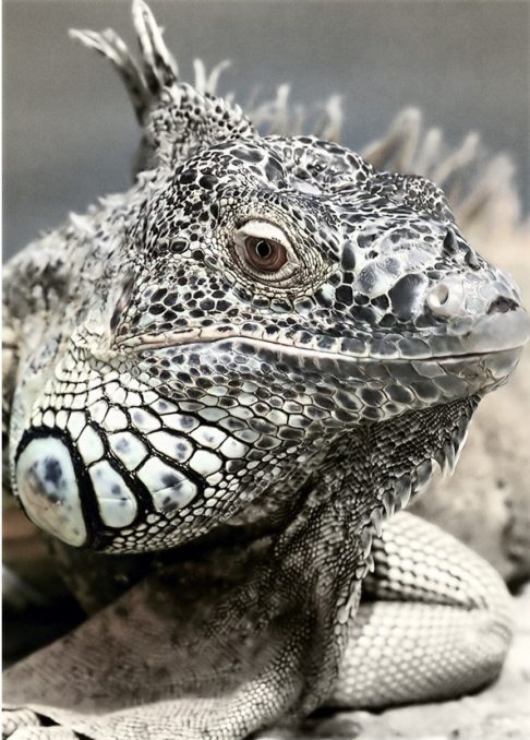 Isso é bastante útil quando estão paradas em árvores ou rochas, e conseguem monitorar o ambiente de forma eficiente, facilitando a fuga contra predadores.