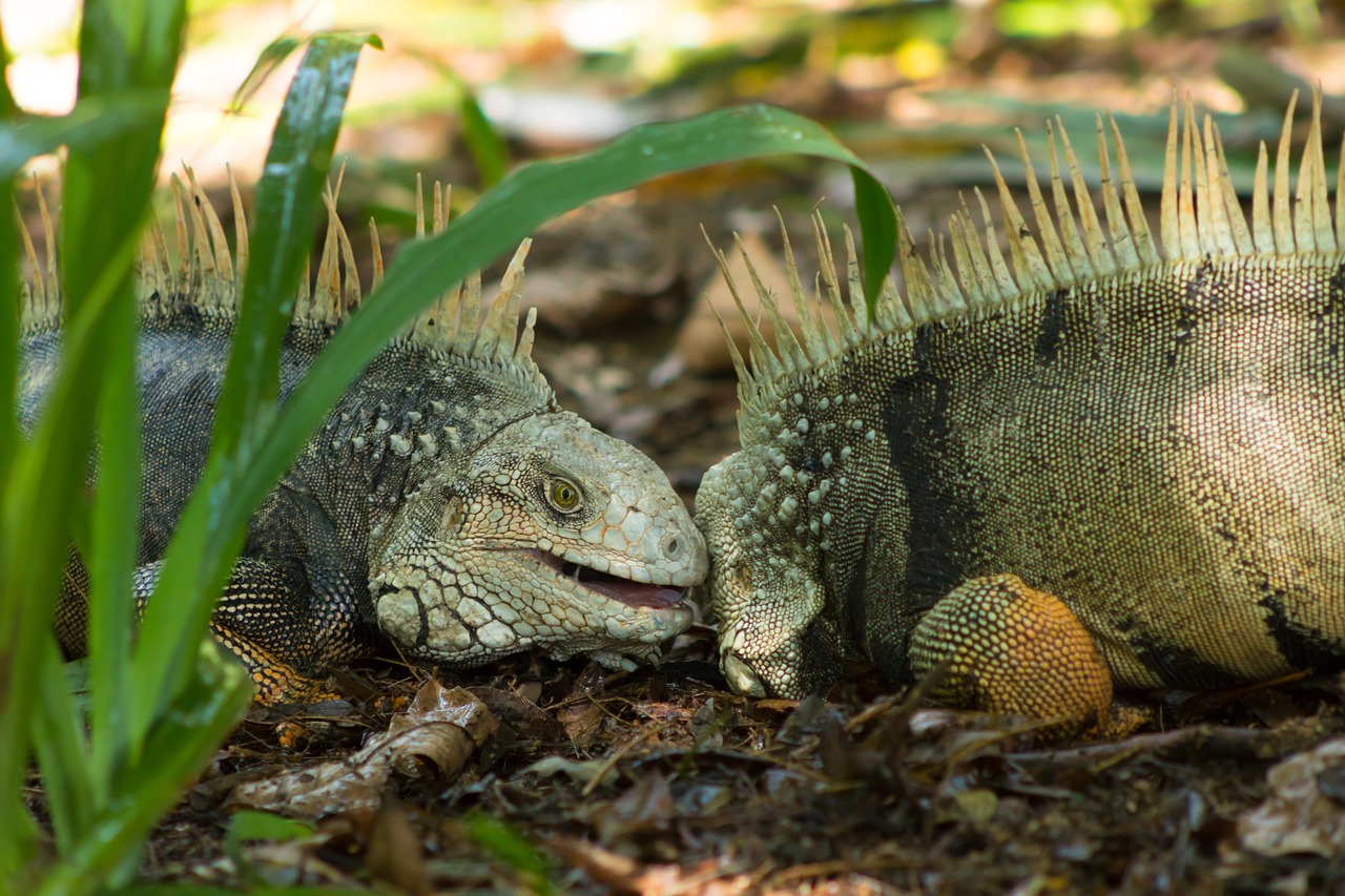 As iguanas são répteis encontrados principalmente na América Central, América do Sul e em ilhas do Caribe. Elas chamam a atenção por sua aparência exótica, com cores vibrantes e uma crista dorsal característica, além de sua habilidade de viver em ambientes arborizados ou costeiros.