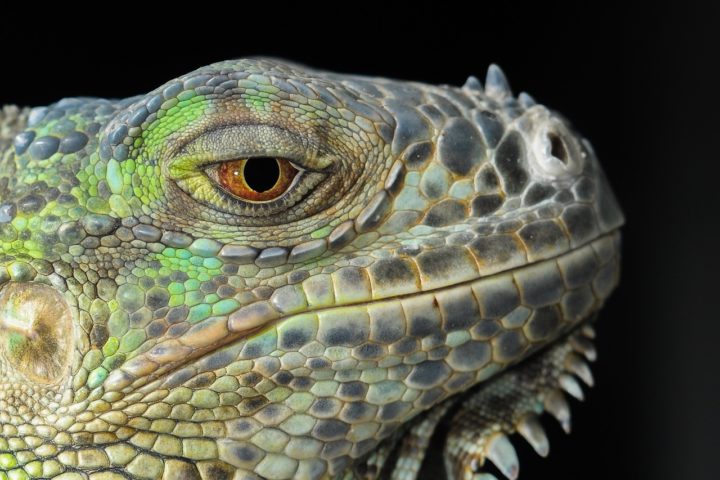 As iguanas-verdes (Iguana iguana) são comuns nas florestas tropicais da América Central e do Sul, incluindo países como Brasil, México, Venezuela e Paraguai.