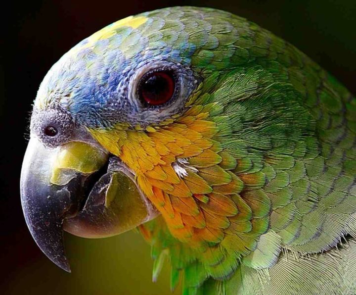 Pesquisadores analisam formas de desenvolver tablets adequados par a interação de papagaios. Em junho de 2025, segundo uma reportagem no AAHA, um estudo de vídeo-chamadas entre papagaios chamado “Birds of a Feather Video Flock Together” mostrou que as aves podiam provocar chamadas entre si via tela.